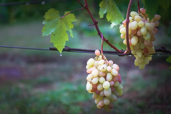 선샤인에 와인을 재배하는 사람들 와인을 합니다 레드와인 수확의 포도주를 만드는 — 스톡 사진