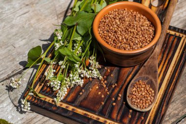 Bir kaşık dolusu kuru karabuğday. Diyet yemek pişirmek için. Çiçekli karabuğday tarım arazilerinde böcek ilaçları olmadan yetişir..