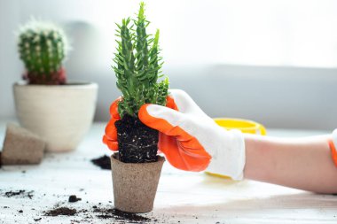 Evdeki saksıyı yenilemek. Hobiler, boş vakitler, evde bahçe işleri, sulu ormanlar, apartman dairesi. Evde bitki nakli yapılıyor.