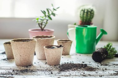 Evde bitki nakli için aletler. Kökleri masaya serilmiş, para ağacı ve kaktüs nakli yapılmış. İçinde narenciye tohumu olan kağıt turba bardakları.