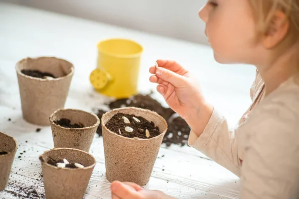 Mãos Uma Pequena Criança Plantaram Sementes Casa Sementes Abóbora Abóbora — Fotografia de Stock