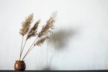 Pampalar vazoda güneş ışığı ve son moda gölgeli pastel, nötr bej arka planda yer alırlar. Sazlık yaprakları. Modern iç tasarım kavramı