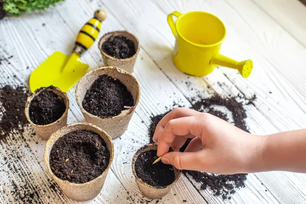 Planting seeds in spring. seeds in hand against soil in paper pots, watering can on craft paper. pots for seedlings, seed tanks for home gardening.