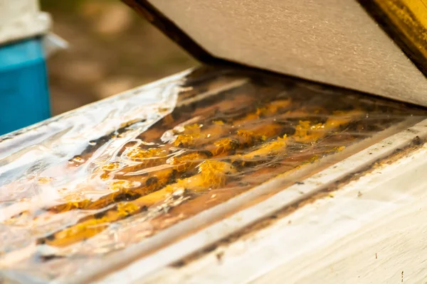 春の寒い日に蜂の巣の蓋を開けてください 寒い季節には春にはミツバチの家族の検査 養蜂の概念 — ストック写真