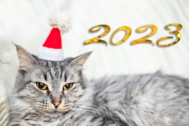 Yıl 2023. Kedi Yılı. Yeni yıl takviminin kapağı için boş. Şenlik posteri ya da poster. Güzel gri kedi ve beyaz arka planda rakamlar.