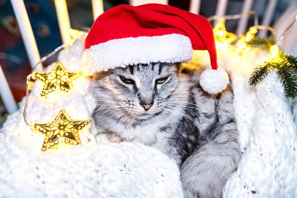 Beşikteki Sakin Gri Kedi Noel Baba Şapkalı Kedi Yıldızlı Çelenkler — Stok fotoğraf