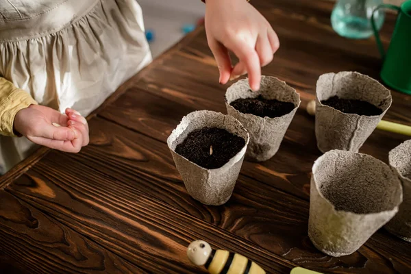 Seeds sown by the hand of a little girl in the ground to grow seedlings at home. Pumpkin seeds in peat pots on a rural wooden table
