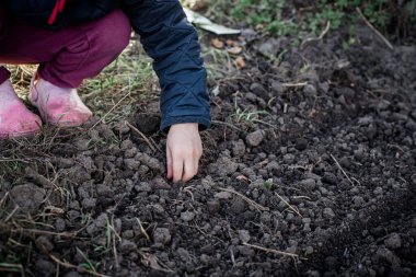 Fasulye çekirdeği yatağı. Baharda bir çiftlik arazisinde sebze yetiştirmek. Ekolojik tarım