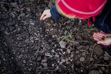 Yatağın üzerinde fasulye tohumu var. Çocuğun eli baharda bahçede kara topraktan bir yatağın üzerine eğildi.