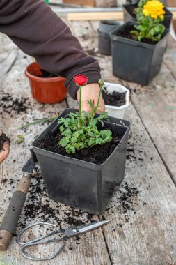 Çiftçilerin elleri bahçe makası ile budanır solmuş çirkin bir çiçek Ranunculus asiaticus. Bahçe bitkileriyle ilgilen. Kurumuş kısımların çıkarılması ve yıllık bitkilerde bir çalılık oluşturulması