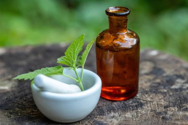 Isırgan otu, Urtica dioica ilaç için eczane gereçleri şişesinin yanında, siyah camdan yapılmış pantolon gözlüğü. Laboratuvar havan merhemi porseleni. Şifalı otların tentürünü hazırlamak için..