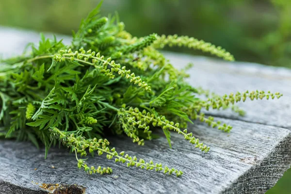 Ragweed Struiken Ambrosia Artemisiifolia Gevaarlijke Allergie Veroorzakende Plant Weide Onder — Stockfoto