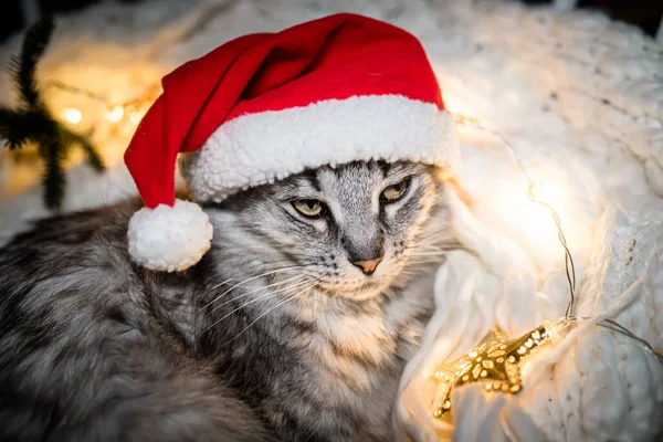 Een Kat Een Kerstmuts Ligt Gewikkeld Een Gebreide Witte Kans — Stockfoto