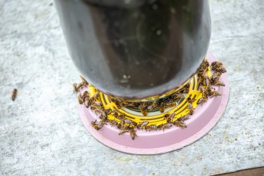 Arı içicisi. Bal arıları için suyla üç litrelik bir mızrak. Böcekler için içki kasesi. Arılar uçar ve su içerler..