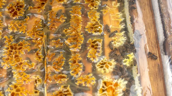 蜂窝上覆盖着一层薄膜 蜂蜡和蜂胶被贴在保护膜上 保护膜可以保护蜂窝不受水分的侵蚀 并在蜂窝中保持热量 — 图库照片