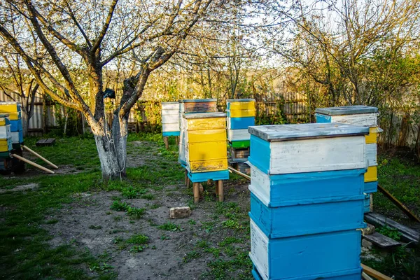 Bloeiende Tuin Met Bijenstal Bijen Groeien Onder Bloeiende Bomen Van — Stockfoto