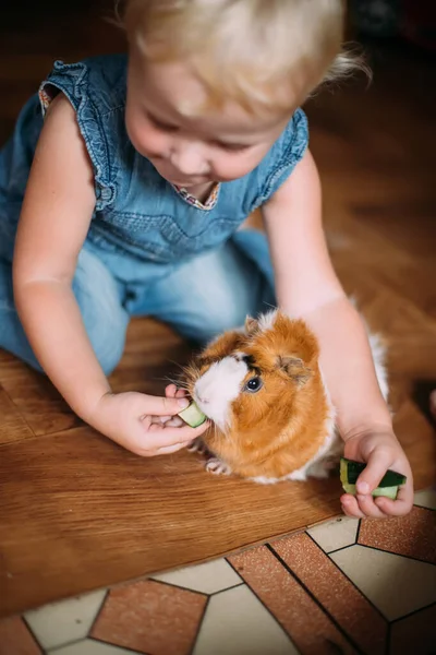 Klein Meisje Voedt Cavia Uit Handen Handmatig Dier Eet Komkommer — Stockfoto