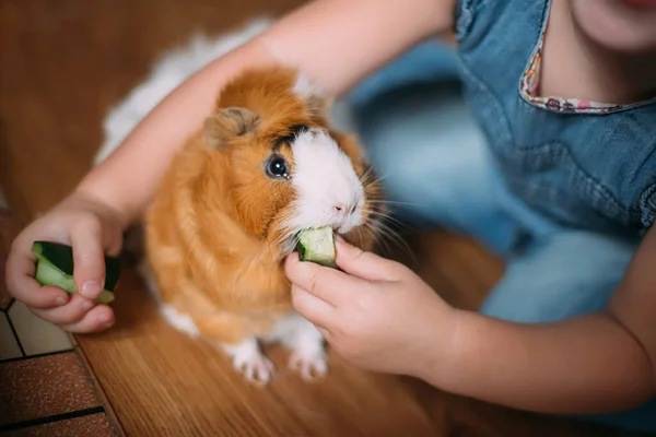 Menina Pequena Alimenta Porco Guiné Fora Mãos Animal Manual Come — Fotografia de Stock