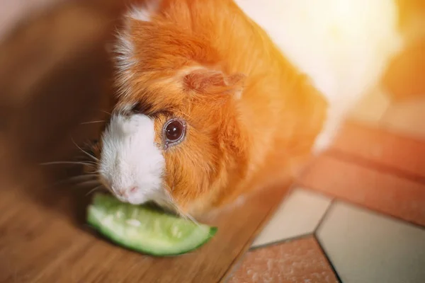 Conejillo Indias Come Pepino Manos Humanas Alimentar Las Mascotas Con —  Fotos de Stock