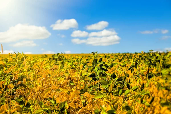 Campo Com Soja Amarela Madura Contra Céu Azul Com Nuvens — Fotografia de Stock