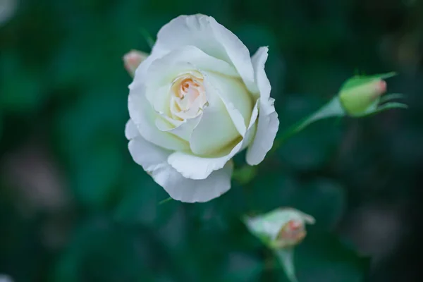 Rosa Blanca Totalmente Abierta Con Pétalos Verdes Jardín Sobre Lecho — Foto de Stock