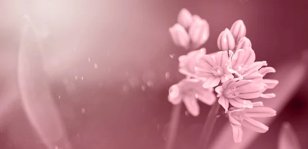 Viva Magenta Tonificando Scylla Siberian Closeup Pequenas Flores Azuis Gotas — Fotografia de Stock