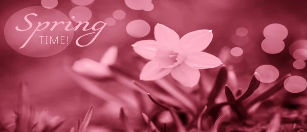 Viva Magenta Toning Text Spring Time Gele Bloemen Van Narcissen — Stockfoto
