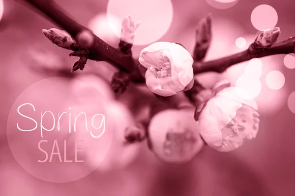 Viva Magenta Toningtext Spring Sale Květiny Třešňové Švestky Nebo Myrobalan — Stock fotografie
