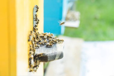 Aralı entrancebees dan dışarı sürünme. Honey-Bee kolonisi kovanları balçiarısı yağmalayarak korur. Arılar honeyflow 'dan sonra Arı kovanından geri döner. Arıcılık girişinde arı koruyucusu. Swarm kolayca hived