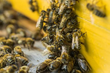 Aralı entrancebees dan dışarı sürünme. Honey-Bee kolonisi kovanları balçiarısı yağmalayarak korur. Arılar honeyflow 'dan sonra Arı kovanından geri döner. Arıcılık girişinde arı koruyucusu. Swarm kolayca hived