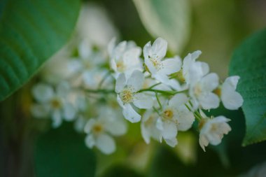 Çiçek açması kuş kiraz. Çiçekler kuş kiraz ağacı.