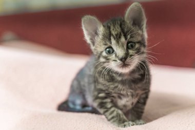 Küçük gri çizgili kedi yavrusu çerçeveye bakıyor. Kedi yavrusu bir aylık. Annesi olmayan yeni doğmuş kedi yavrusu..