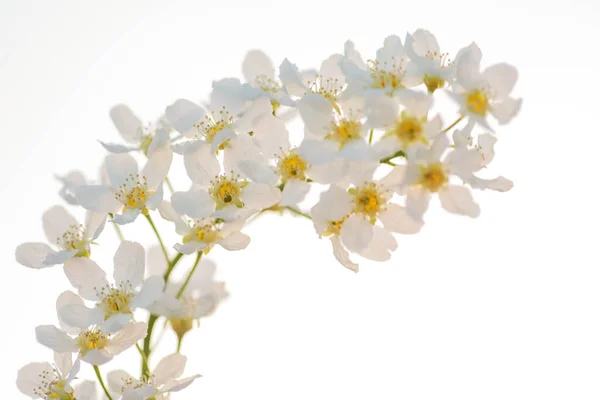 stock image Blossoming bird cherry. Flowers bird cherry tree.