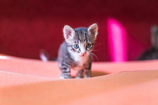 Забавный Котёнок Поднял Лапу Бездомные Животные Лечение Домашних Кошек — стоковое фото