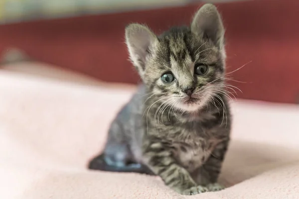 Pequeno Gatinho Listrado Cinza Está Olhando Para Quadro Gatinho Tem — Fotografia de Stock