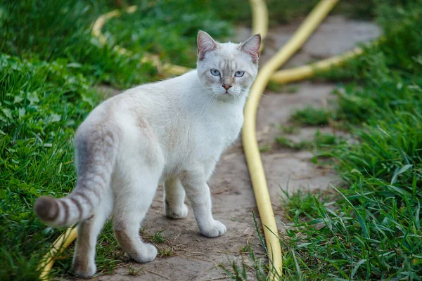 Kucing Putih Berjalan Sepanjang Jalan Desa Selang Air Kuning Terletak — Stok Foto