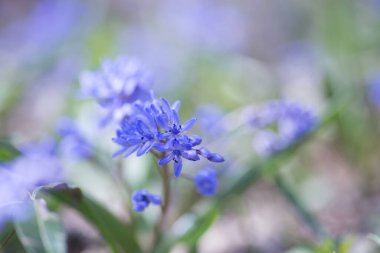 Scilla Nisan ayında çiçek açan Squill mavi çiçekler. Scilla Bifolia closeup - Bluebells bir bahar ormandaki yeşil yumuşak ışık ve arka plan bulanık ile atış makro parlak bahar çiçeği