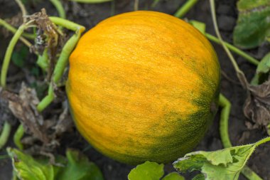 Bahçedeki çalıların arasında yapraklarla çevrili bir kaktüs. Köyün bahçesinde olgunlaşmamış yeşil balkabağı. Ekolojik tarım. Bölgede saf ürün filizlendi. Cadılar Bayramı Balkabağı Bulucu. Hasat.