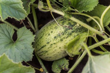 Büyük yeşil olgun Citrullus lanatus, bahçede büyüyen karpuz. Gelecekteki meyveler. Karpuz sapında yeşil yapraklar.