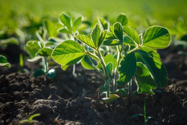 Glycine max, soya fasulyesi, soya fasulyesi endüstriyel ölçekte soya fasulyesi yetiştiriyor. Vejetaryenler için ürünler. Güneşli bir günde tarımsal soya çiftliği. Yabani otlarla dolu tedavi edilmemiş bir alan..