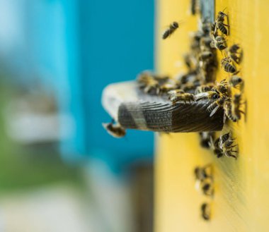 Aralı entrancebees dan dışarı sürünme. Honey-Bee kolonisi kovanları balçiarısı yağmalayarak korur. Arılar honeyflow 'dan sonra Arı kovanından geri döner. Arıcılık girişinde arı koruyucusu. Swarm kolayca hived