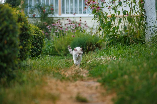 Macska Földúton Sétál Vidéki Ház Közelében Kis Állat Zöld Fűben — Stock Fotó