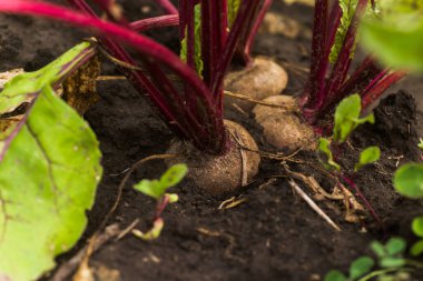 Deniz pancarı, Beta vulgaris subsp. Maritima, pancar, masa, bahçe, kırmızı veya altın pancar, pancar yeşili, toprakta yetişen bir kökten yetişen mor damarlı yeşil yapraklardır. Bahçedeki pancarlar. İyi hasat pancarları.