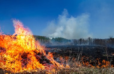 Büyük ölçekli bir orman ateşi arka planda Kuru Çim ve ağaçlar yanan alan. Yaz aylarında sıcak rüzgarlı hava nedeniyle vahşi ateş. İlkbahar ve sonbahar alanlarında yanan çim tehlikeli etkileri.