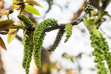 Ceviz blooms. Ceviz genç yaprakları ve önümüzdeki bir şehir arka planda. çiçek ceviz ağacının bahar dalı. Bitkiler Ukrayna tatlım. Çiçekler ve tomurcukları polen toplamak