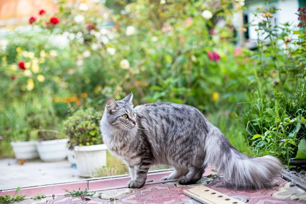 夏に花の間を歩く梅くんに似た大きな猫 コテージで夏のペット 怖がっていた猫は振り向いた — ストック写真