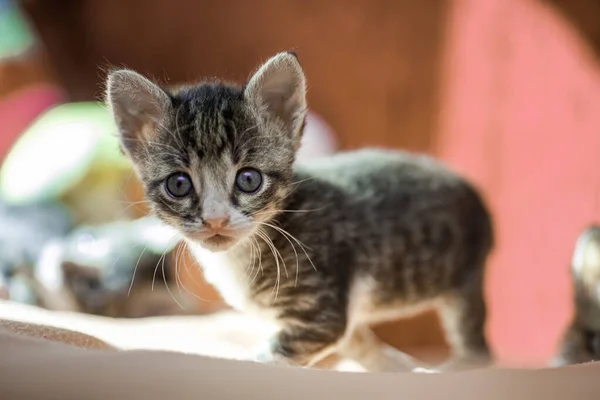 Забавный Котёнок Поднял Лапу Бездомные Животные Лечение Домашних Кошек — стоковое фото