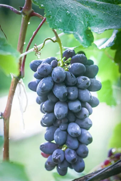 Черный Виноград Каберне Красное Вино Такого Винограда Виноград Каберне Совиньон — стоковое фото