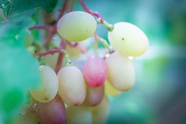 Bando Uvas Vinha Insunshine Uvas Viticultores Videira Vinho Tinto Conceito — Fotografia de Stock
