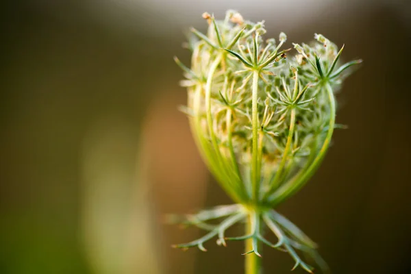 Slunečně Zářící Rostliny Květinovým Deštníkem — Stock fotografie